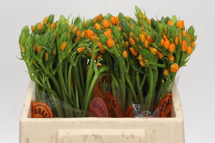 <h4>Ornithogalum Dubium Sunshine</h4>