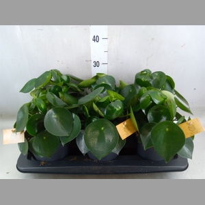 Peperomia polybotrya 'Raindrop'