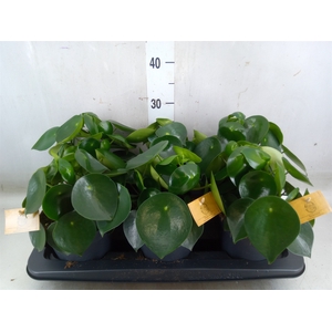 Peperomia polybotrya 'Raindrop'