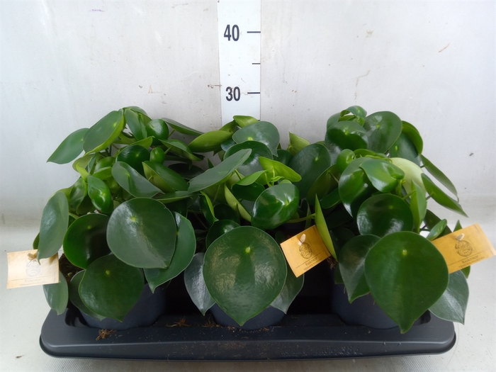 <h4>Peperomia polybotrya 'Raindrop'</h4>