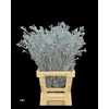 Waxflower Metallic Light Blue
