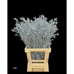 Waxflower Metallic Light Blue