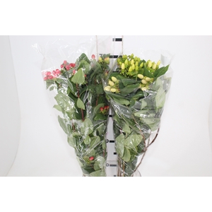 HYPERICUM VARIADO 080 CM