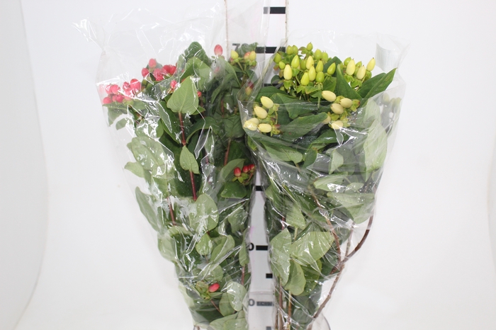 <h4>HYPERICUM VARIADO 080 CM</h4>