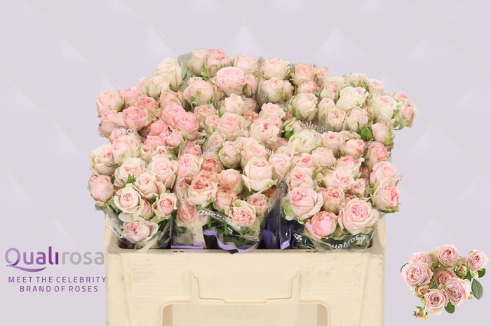 <h4>R Tr Bombastic 3-4</h4>