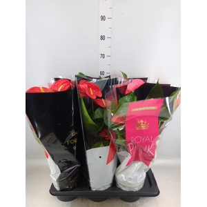 Anthurium   ...mix