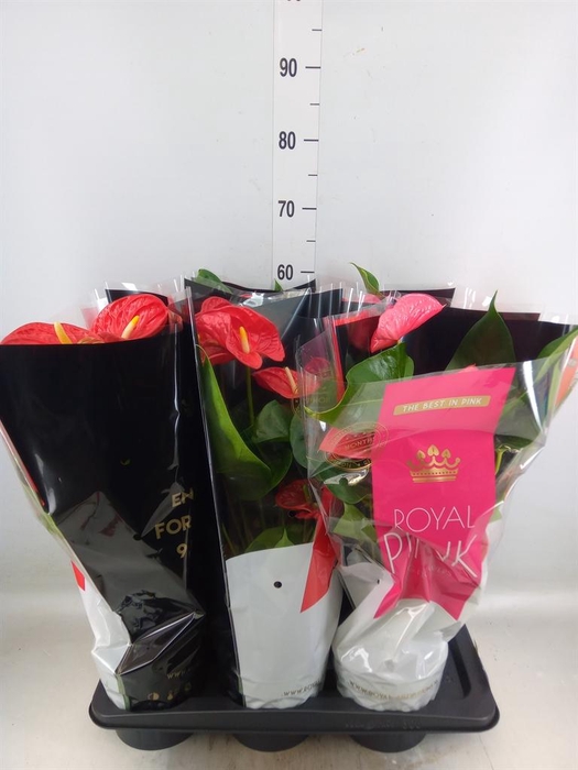 <h4>Anthurium   ...mix</h4>