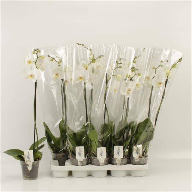 <h4>PHAL OV WIT</h4>