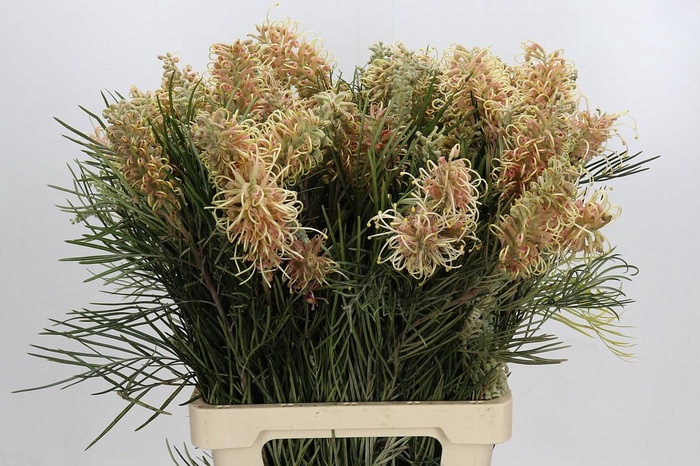 <h4>Grevillea Cal Gem</h4>