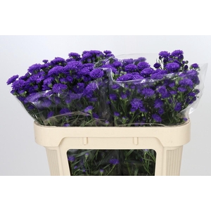 Aster Astee Dark Milka
