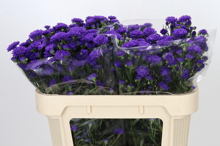 <h4>Aster Astee Dark Milka</h4>