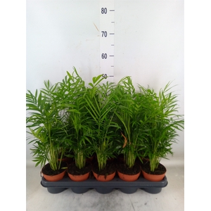 Chamaedorea elegans