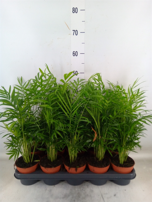 <h4>Chamaedorea elegans</h4>