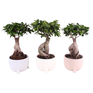 Ficus m. Ginseng ø18cm in ø20cm Soft Elegance Nº360