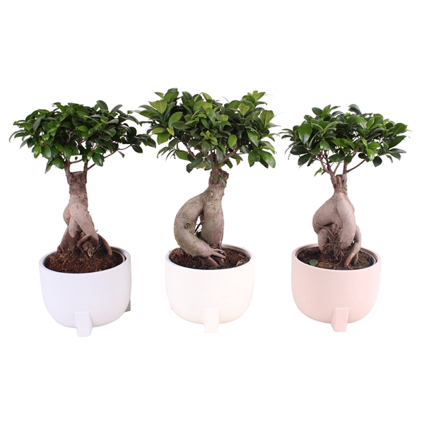 <h4>Ficus m. Ginseng ø18cm in ø20cm Soft Elegance Nº360</h4>