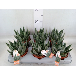 Gasteria