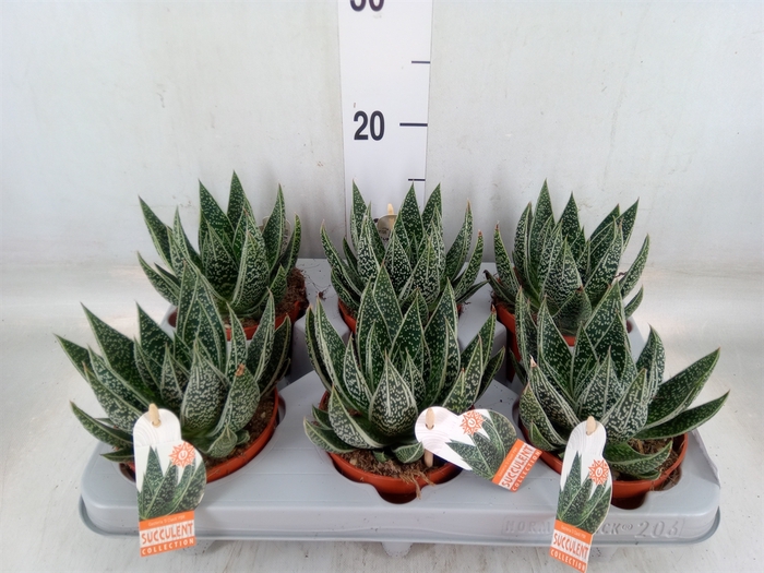 <h4>Gasteria</h4>