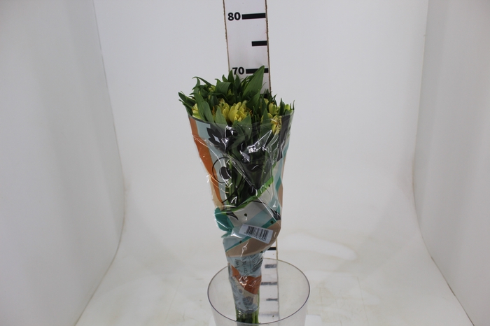<h4>ALSTROEMERIA MELLOW YELLOW 070 CM</h4>