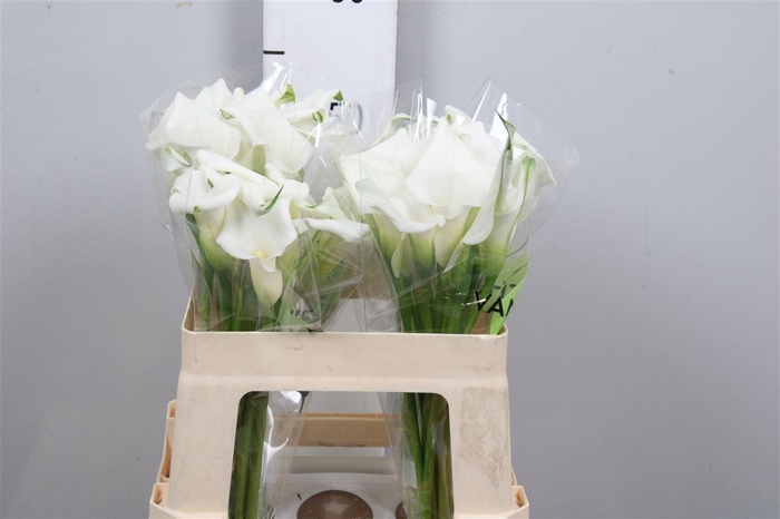 <h4>Zant Crystal Blush</h4>