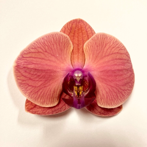 <h4>PHAL ASIAN CORAL PER TAK 6-9.</h4>