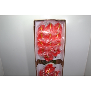 ANTHURIUM SAFFRON(R) 9/11 035 CM DIAM MIN 9 CM LARANJA