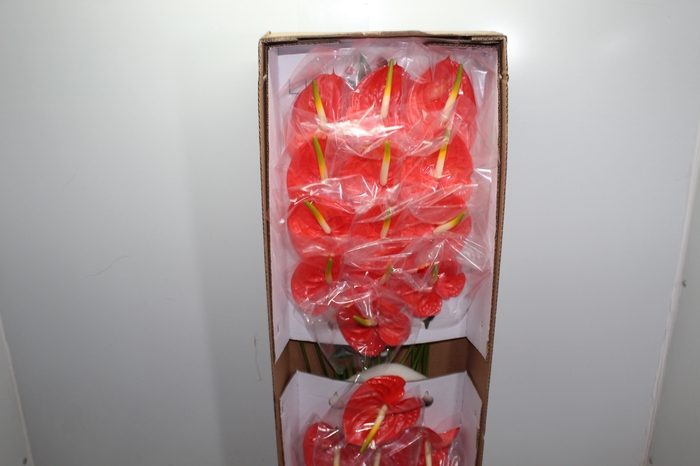 ANTHURIUM SAFFRON(R) 9/11 035 CM DIAM MIN 9 CM LARANJA