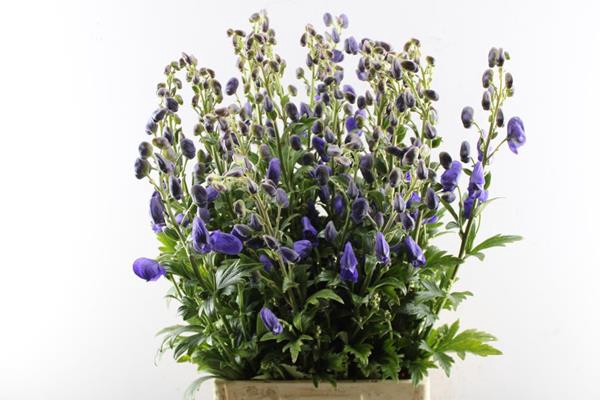 <h4>Aconitum Car Arendsii (x25)ex!</h4>