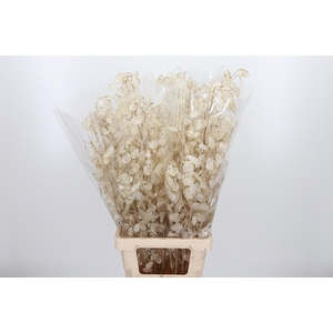 Lunaria