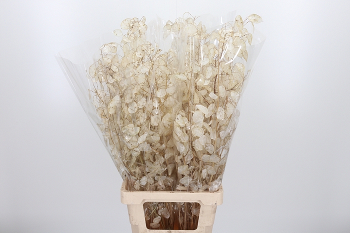 <h4>Lunaria</h4>