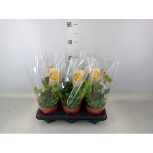 Peperomia tetraphylla 'Hope'