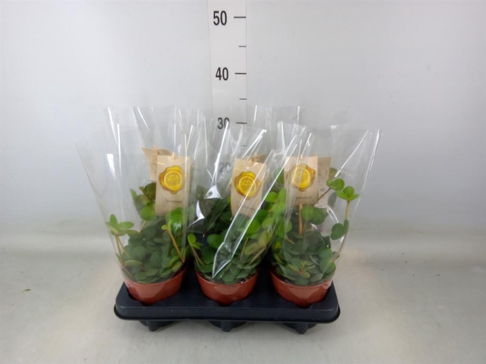 <h4>Peperomia tetraphylla 'Hope'</h4>