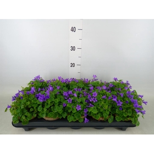 Campanula porten. 'Porto'