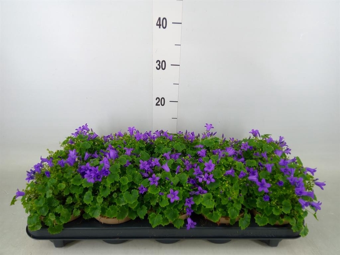 <h4>Campanula porten. 'Porto'</h4>