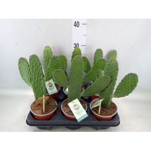 Opuntia