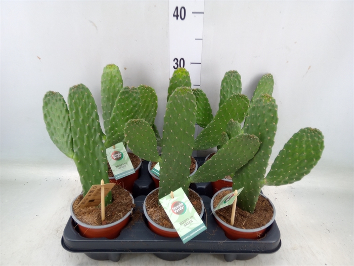 <h4>Opuntia</h4>