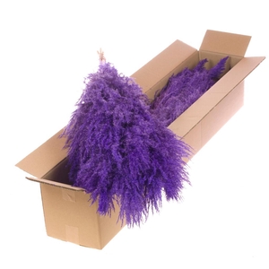 Pampasgras 115cm 5pc Bunch Sb Purple