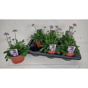 SCAB CO BUTTERFLY BL