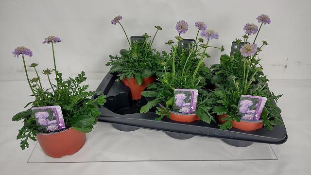 <h4>SCAB CO BUTTERFLY BL</h4>