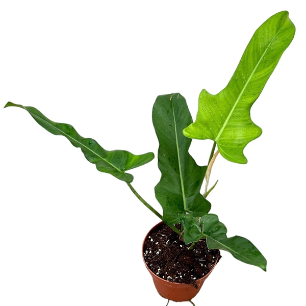 <h4>Philodendron Jerry Horne</h4>
