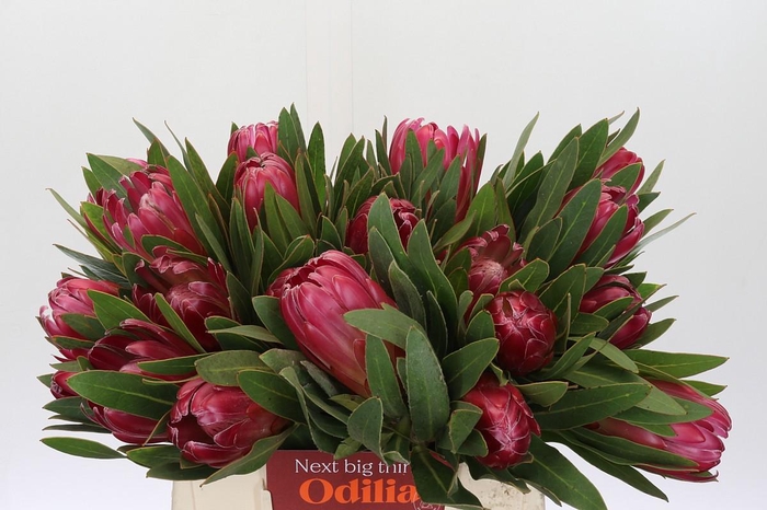 Protea Brenda