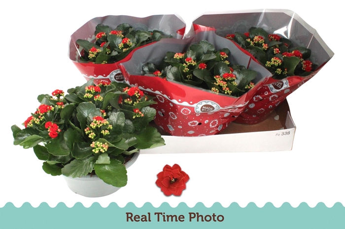 <h4>KAL GE DON JUSTINO</h4>