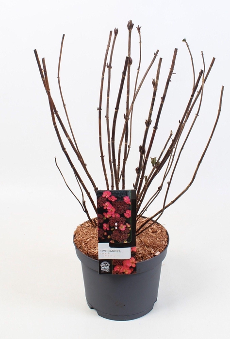 <h4>Hydrangea Serrata 'Daredevil' 23 cm</h4>