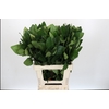 Viburnum