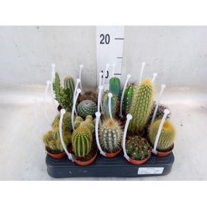 Cactus   ...mix