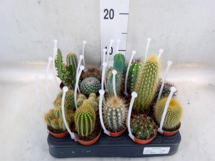 <h4>Cactus   ...mix</h4>