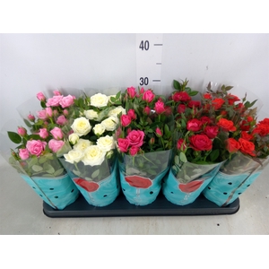 Rosa  'Star Roses'   ...mix 4