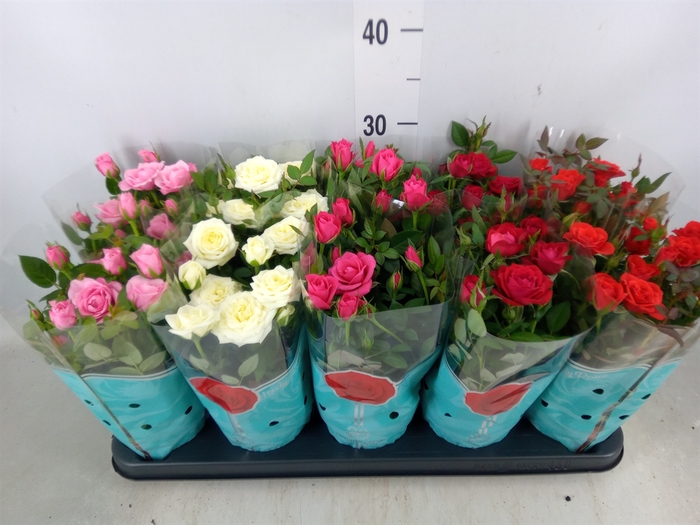 <h4>Rosa  'Star Roses'   ...mix 4</h4>