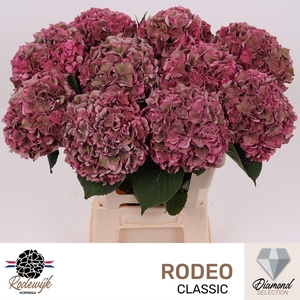 HYDR M CH RODEO CL