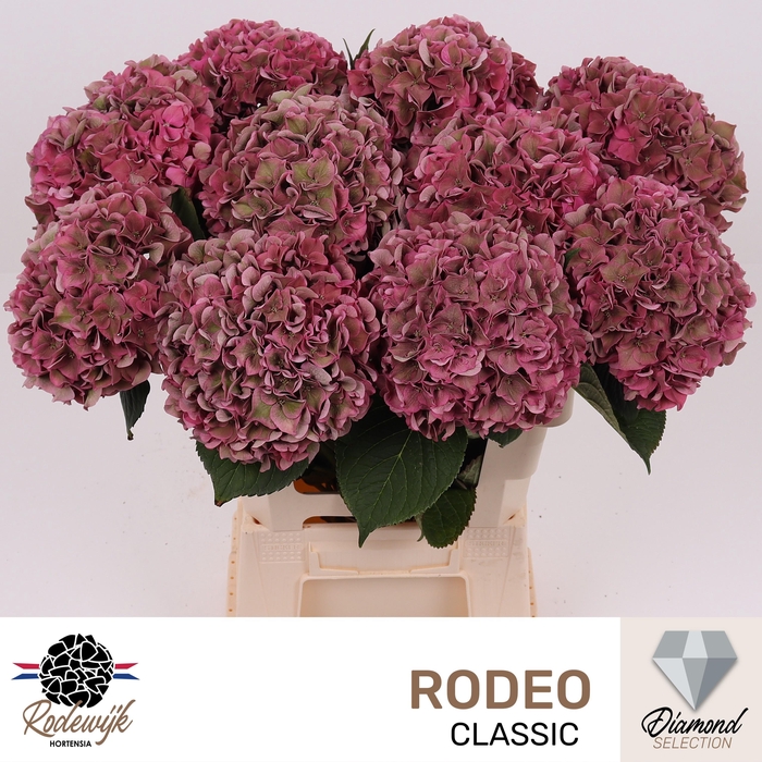 <h4>HYDR M CH RODEO CL</h4>