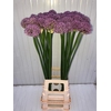 Allium Gladiator